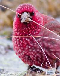 English Turkce Pink Strawberry Bird Of High Mountains Well Infact Its Name Is Different Pls Read On I Was So Happy To F Bird Red Birds Photo And Video
