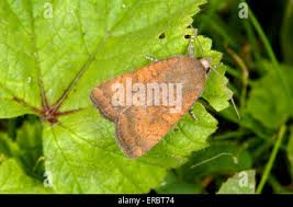 Image result for Noctua interjecta