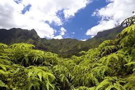 Take a walk on the ʻiao needle lookout trail and ethnobotanical loop learn about the plants that hawaiians brought. Iao Valley State Park Maui Vacation Tips You Won T Want To Miss