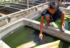 Infopublik Budidaya Ikan Gabus