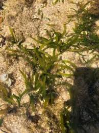 Image result for Thalassia hemprichii