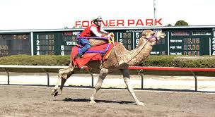 massive crowd fills fonner park to see camels and ostriches