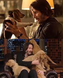 Keanu Reeves has played many heroes on screen, but one of his most powerful stories isn't scripted — it's the quiet, real-life bond between him and a dog. After filming John Wick,