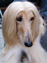Galgo Afegao Afghan Hound Hairy Dog Hound Dog