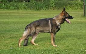 Afbeeldingsresultaat voor doorgefokte hondenrassen