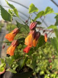 Image result for Abutilon