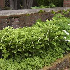 Image result for Ophrypetalum odoratum