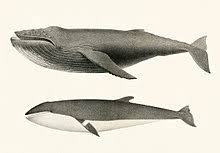 Being larger in size, blue whale is the biggest creature in the world. Minke Whale Wikipedia