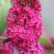 Or they may have pink, blue, magenta, yellow or maroon blooms. Miss Molly Butterfly Bush Buddleia X Proven Winners