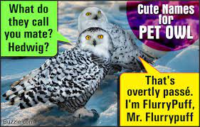 Cute Pet Owl Names Owl Pets Funny Owls