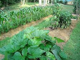 You should plant seeds for tall corn in rows that are about three and a half feet (1 meter) apart. Az Master Gardener Manual Intensive Gardening Methods Lasagna Gardening Plant Spacing Plants