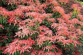 Image result for Pieris japonský obrázek
