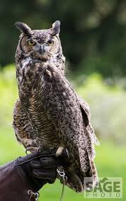 Great Horned Owl Great Horned Owl Owl Owl Pictures