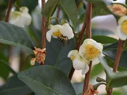 Maybe you would like to learn more about one of these? Lsu Garden News Plant This Camellia And You Ll Be Brewing Tea From The Leaves Home Garden Theadvocate Com