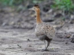 Image result for Rourea thomsonii