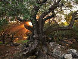 Ancient Olive Tree Greece Photo Via Ashen Olive Tree Unique Trees Tree