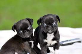 Pug Chihuahua Chug My Miley Girl Isn T The Only One Out There Puppies Puppy Chihuahua Chug Puppies