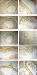 OXB- and OX2R-IR in normal and cryptorchid epididymis: (a,b) OXB-IR was...  | Download Scientific Diagram