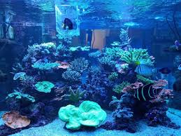 Pembuatan Aquarium Air Laut Di Green Lake Jakarta Barat Aquarium Lautan Air