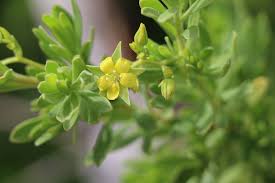 Image result for Surianaceae