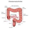 In the anatomy of humans and homologous primates, the ascending colon is the part of the colon located between the cecum and the transverse colon. 1