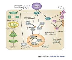 Image result for yersinia fotos