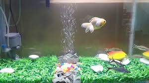 Akuarium Ikan Koki Rumput Sintetis Youtube