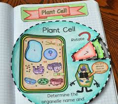 Animal and plant cell foldable. Math In Demand Plant Cell Foldable Plant Cell Activity Plant And Animal Cells