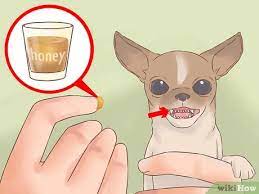 How To Care For Your Chihuahua Puppy With Pictures Wikihow