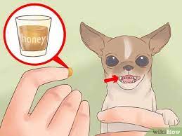 That is her joyous unforgettable moments in life. How To Care For Your Chihuahua Puppy With Pictures Wikihow