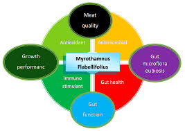 Image result for Myrothamnus flabellifolius