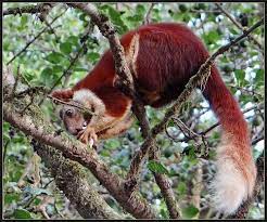 Indian Giant Squirrel Indian Giant Squirrel Unusual Animals Giant Squirrel