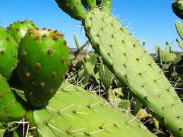 Prickly pear cactus — or also known as nopal, opuntia and other names — is promoted for treating diabetes, high cholesterol, obesity and hangovers. Prickly Pear An Andalusian Summer Fruit