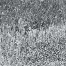 Image result for Sebaea brachyphylla