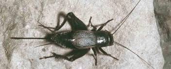 Try our famous wing sauces. Field Crickets Missouri Department Of Conservation