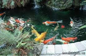 Selain untuk memperindah, juga bisa untuk sembunyi ikan. 6 Poin Cara Merawat Kolam Ikan Koi Dengan Baik Dan Benar