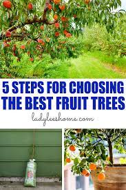 It has ripe fruit from summer to frost and it tastes awesome. 5 Steps For Choosing The Best Backyard Fruit Trees Lady Lee S Home
