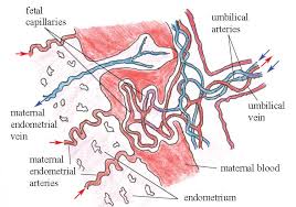 Olcreate Heat_anc_et_1 0 Antenatal Care Module 5