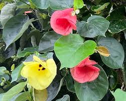 Image result for Hibiscus tiliaceus
