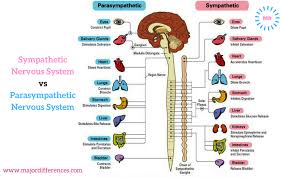 9 Differences Between Sympathetic Nervous System And