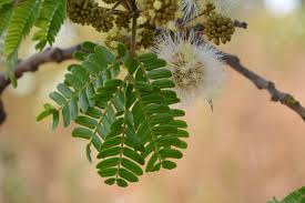 Image result for Albizia schimperiana