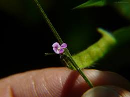 Image result for Teramnus