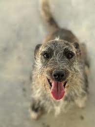 Rifugio ENPA di Mira added a new photo. - Rifugio ENPA di Mira