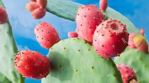 For chinese and filipinos, they do not like the bitter taste of adrenalin in the blood and muscles of the dogs they eat. What Is Prickly Pear And What Does It Taste Like