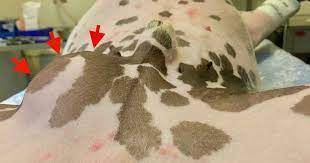 The recovery for dogs with treated testicular cancer is usually very good. Help My Dog Has An Undescended Testicle Walkerville Vet