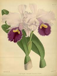 Orchidees Orchidees 5085 Cattleya Trianae Russelliana Gravures Illustrations Dessins Images Dessin Orchidee Dessin Botanique Image Orchidee