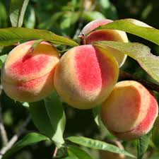 Image result for Prunus persica