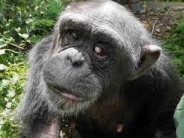 Meet Kanako The 24 Year Old Chimp With Down Syndrome Daily Mail Online