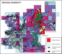 Image result for Pavetta barbertonensis