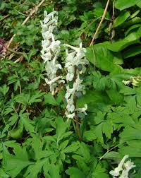 Image result for Corydalis mildbraedii